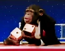 A monkey playing Yahtzee