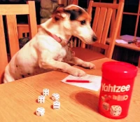 A dog playing Yahtzee
